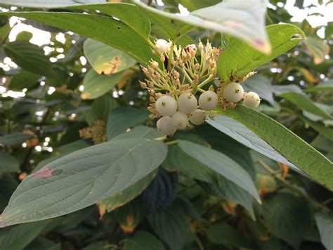 Cornus Sericea Syn Stolonifera Flaviramea Yellow Twig Dogwood