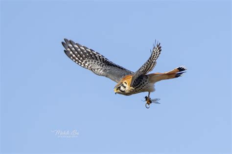 Dsc American Kestrel Caught Dragonfly In Explore Flickr