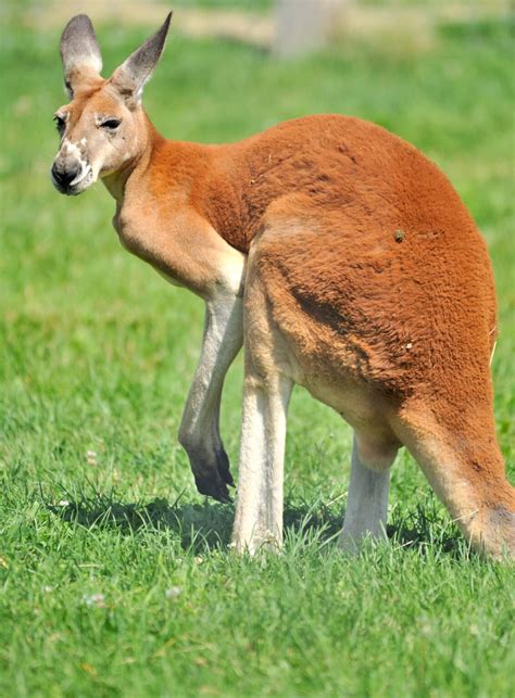 Learn Fascinating Facts about the Red Kangaroo at Billabong Sanctuary