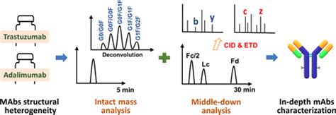 Integrating Intact Mass Analysis And Middle Down Mass Spectrometry Approaches To Effectively