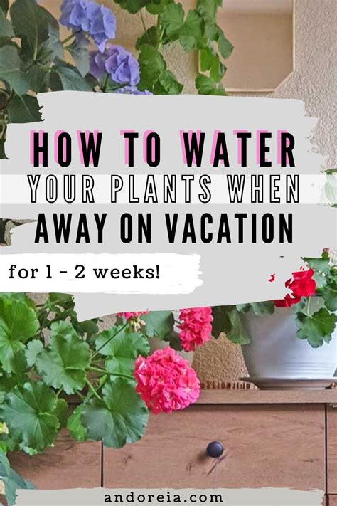 How To Water Plants When Away On Vacation For 1 Or 2 Weeks Water