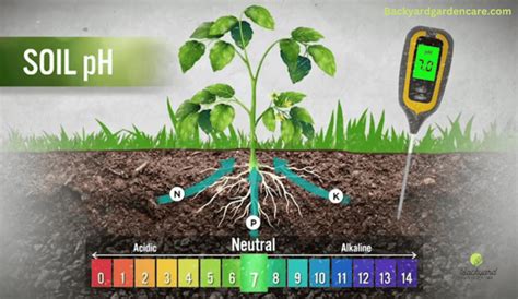 High PH Lawn Symptoms Identifying And Treating A Comprehensive Guide