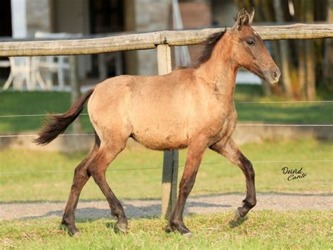 LOTE 26 ALADIM SANTA AMELIA LEILÃO VIRTUAL HARAS SANTA AMÉLIA