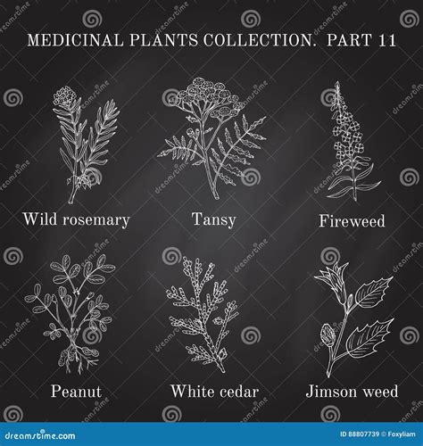 Vintage Collection Of Hand Drawn Medical Herbs And Plants Stock Vector Illustration Of Floral