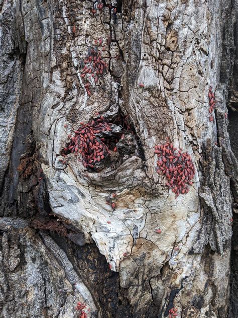 Swarm Of Bugs On Tree Trunk R Whatisthisbug