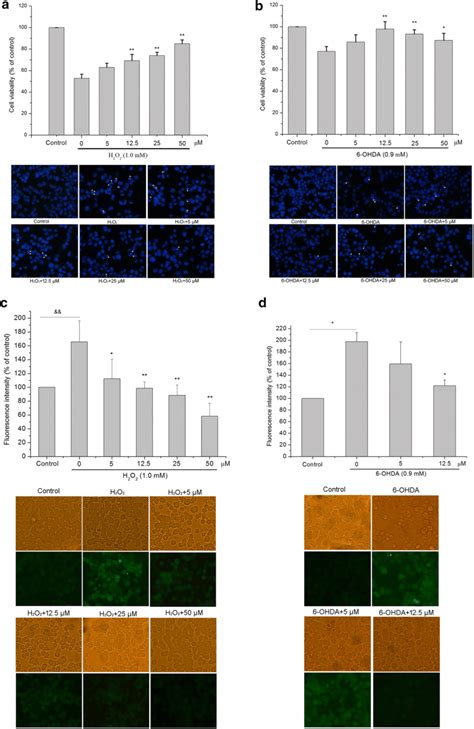 Effect Of Andrographolide On Cell Viability And Ros Level In H O And