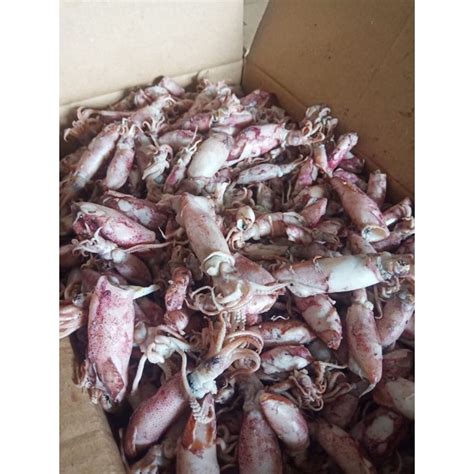 Jual Ikan Asin Cumi 1kg Cumi Asin Rebus Sotong Rebus Basah Size Sedang