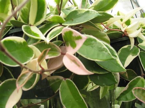 Plants & Flowers » Hoya carnosa Variegata