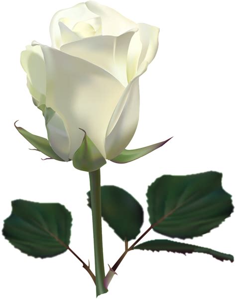 Rose Flower Clip art - white roses png download - 807*1024 - Free ...