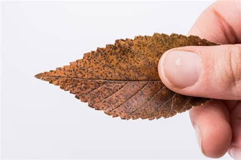 Mano Sosteniendo Una Hoja Seca De Oto O Sobre Un Fondo Blanco Foto