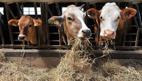 Rinder In Sachsen Anhalt Weniger Tiere Weniger Betriebe Gruuna Blog