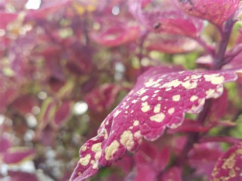 Surviving First Frosts - Sweeney's Custom Landscaping Inc