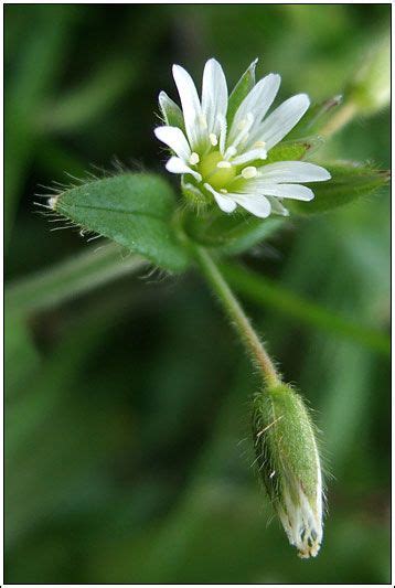 Irish Wildflowers Common Mouse Ear Trees To Plant Irish Flower