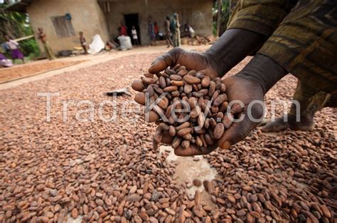 High Quality Cocoa Beans By GFY Green Agric Ltd