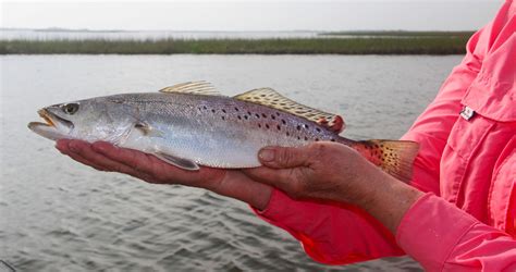 Speckled Trout Regulation Changes Likely Coming To Multiple Texas Bay