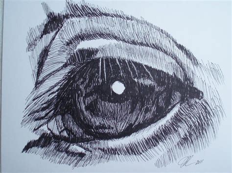 Horse Eye Pencil Drawing