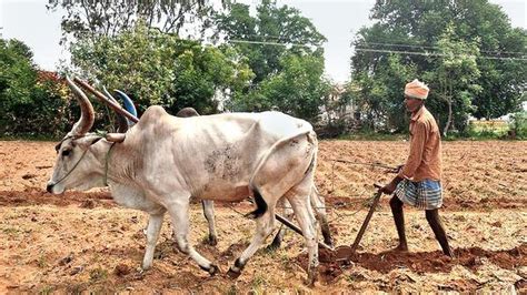 Keeping Alive Cattle Ploughing The Hindu