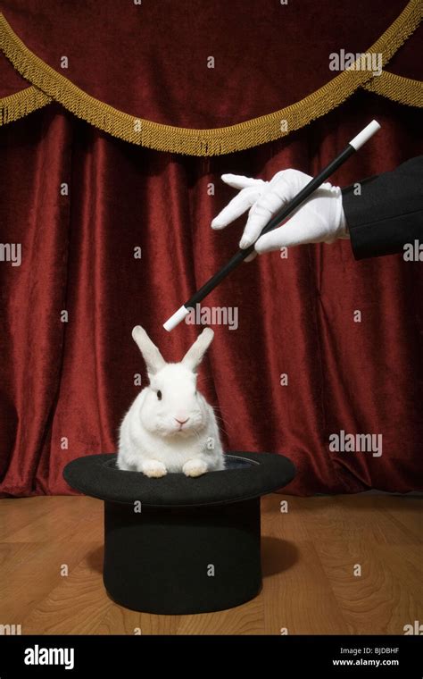 Magician Pulling A Rabbit Out Of A Hat Stock Photo Royalty Free Image