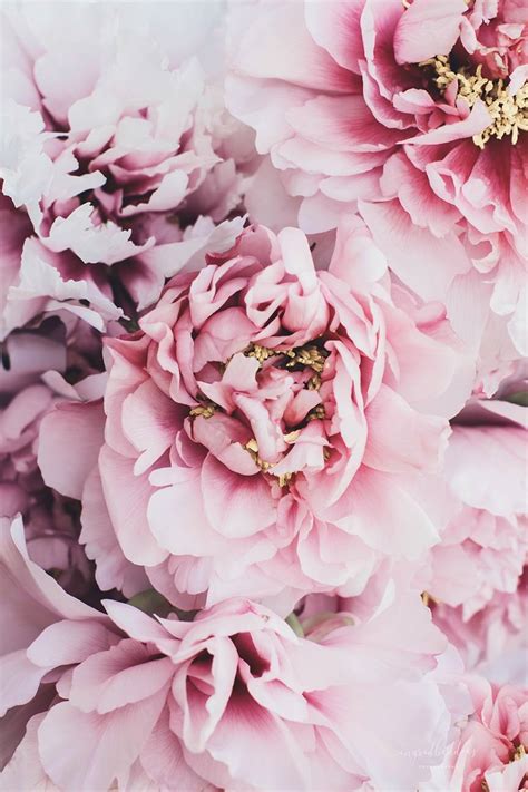 Flower Photography Pink Blush Peonies Ingrid Beddoes Photography