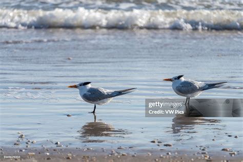 Royal Terns Thalasseus Maximus On The Beach South Padre Island