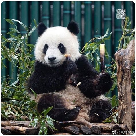 A Panda Bear Sitting On Top Of A Tree Stump Eating Bamboo Sticks And