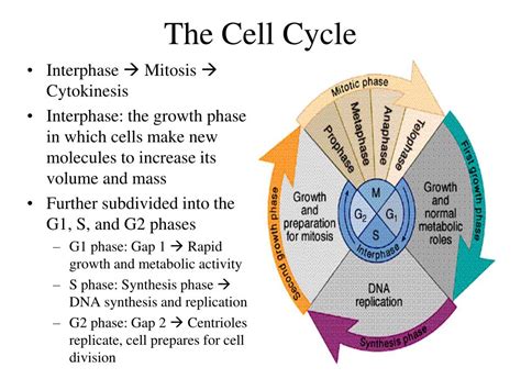 Mitosis Cell Cycle Phases