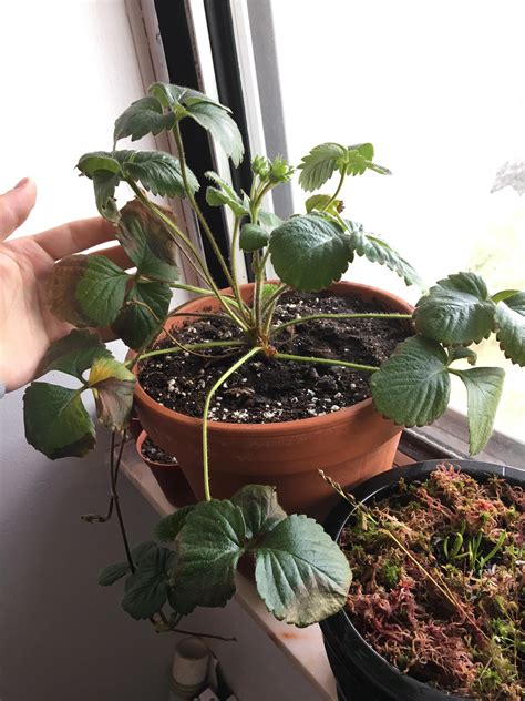 Strawberry Plant Leaves