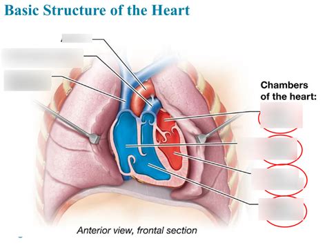 Heart Chambers Diagram Quizlet