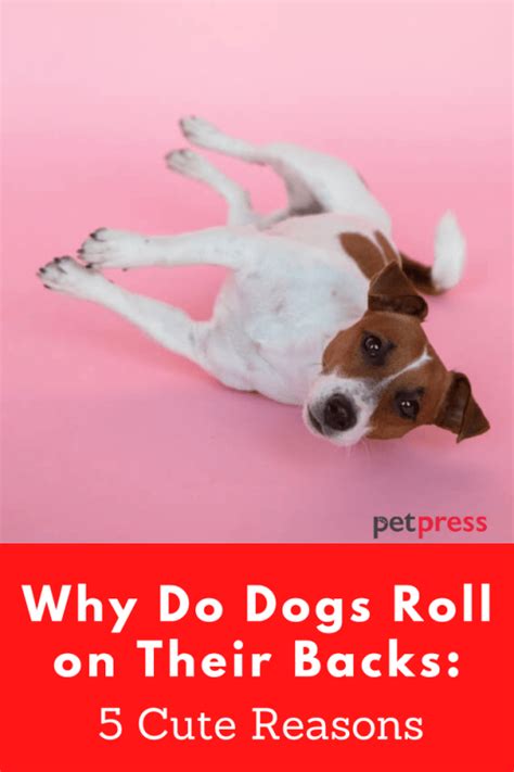 Why Do Dogs Roll On Their Backs 5 Cute Reasons