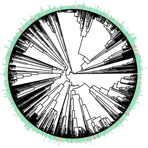 Phylogenetic Tree Of The Taxa Of The Irish Flora Included In This