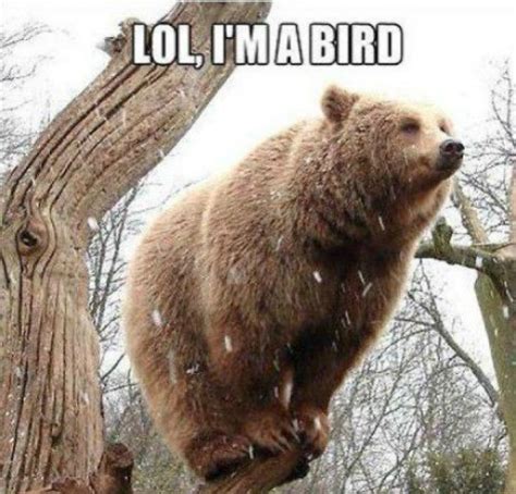 Funny Friday: Bird Bear - Life Palette