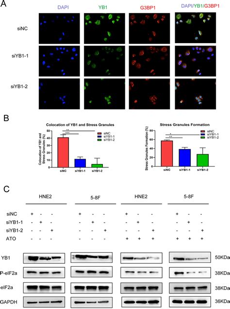 YB 1 Recruitment To Stress Granules A B The Detailed Colocalization