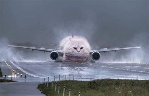 Cat Plane : r/cats