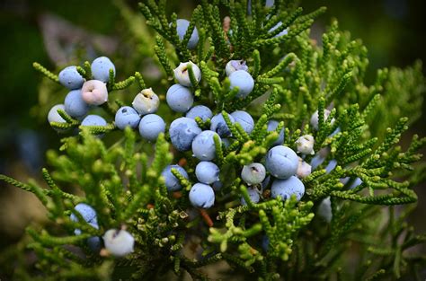 Cedar berries by AtomicFireball33 on DeviantArt