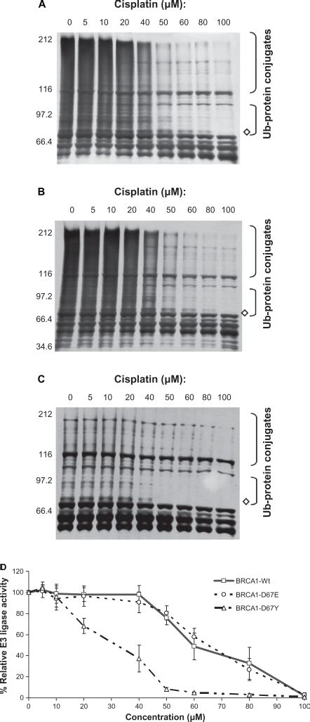 In Vitro E3 Ubiquitin Ligase Activity Of The Cisplatin BRCA1 Adducts