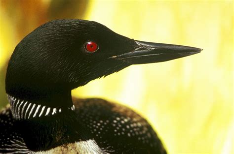 Fotos gratis agua naturaleza pájaro ala perfil mirando fauna