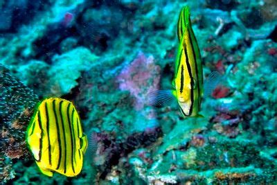 Eight Banded Butterflyfish Chaetodon Octofasciatus Couple Photo J