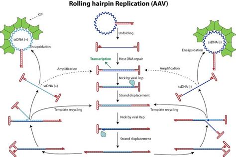 Aav Dna