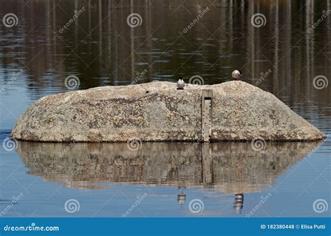 A Couple of Common Tern Waiting for the Nesting Season Stock Photo ...