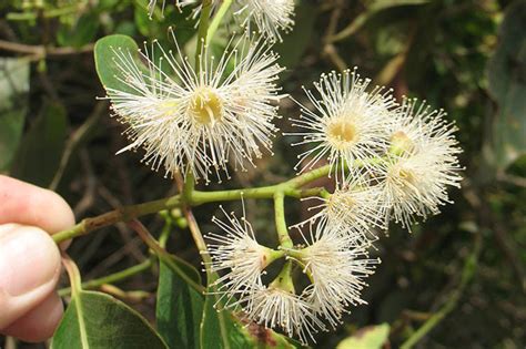 West African Plants A Photo Guide Syzygium Guineense Willd Dc