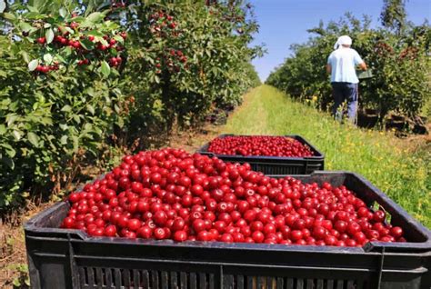 Cereza Propiedades Y Beneficios De Las Cerezas Cultivo Del Cerezo