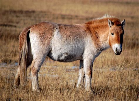 Kurt, Once Extinct Wild Przewalski's Horse Clone, is Thriving