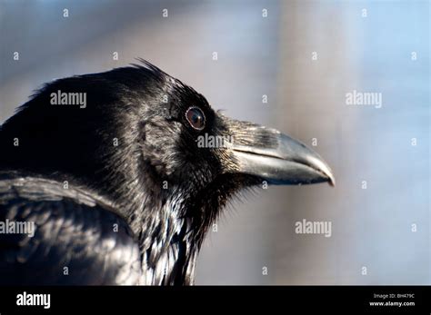 Close-up of a Common Raven Stock Photo - Alamy