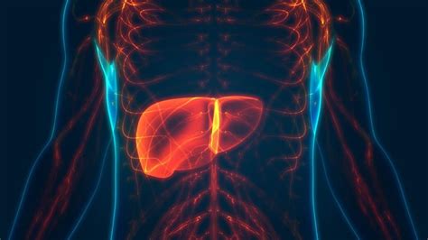 Here S What Happens To Your Liver When You Stop Drinking Ruetir