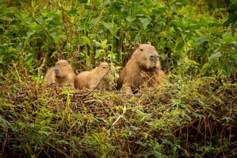 Kebun Binatang Yang Ada Capybara Yuk Ketemu Masbro