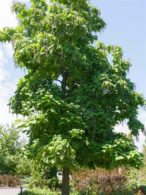 Northern Catalpa* | Chicago Botanic Garden