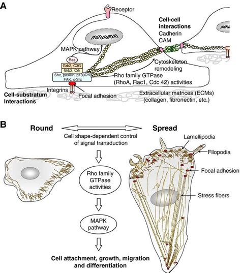 A Schematic Representations Of Focal Adhesion And Relevant Elements