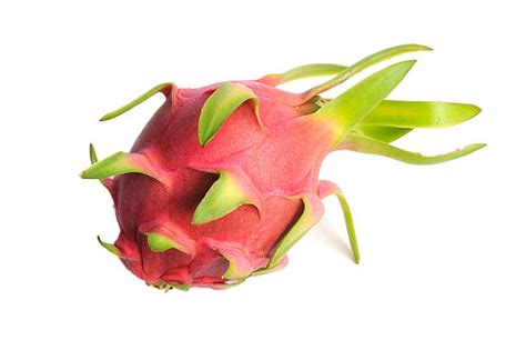 Cara Menanam Buah Naga Pitaya Yang Benar Berkebun