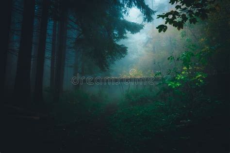 Dense Fog In Dark Forest Fallen Tree Log On Focus Light Coming