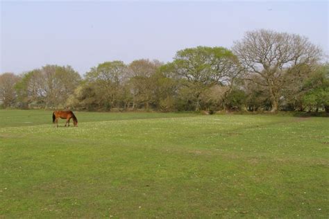 Grazing Lawn At Pilley Allotments New © Jim Champion Cc By Sa20 Geograph Britain And